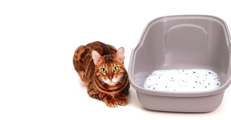 What to Do if Your Cat Eats Silica Gel? - Keeping Pet