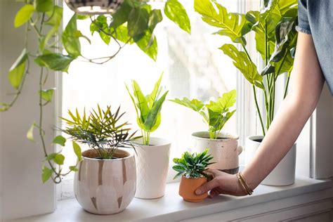 What to Do if Your Plants are Exposed to Cold Apartment Therapy