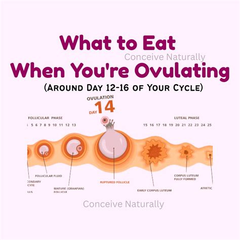 What to Eat When You re Ovulating