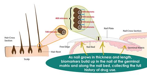 What to Know About Fingernail Drug Testing USDTL