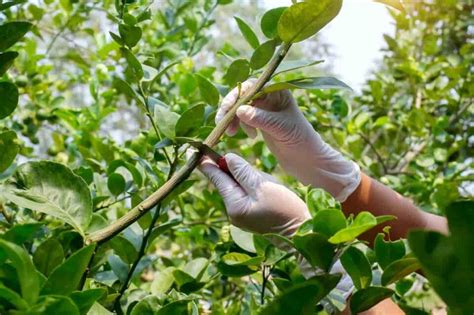 What to Know About Grafting a Lemon Tree - Minneopa Orchards