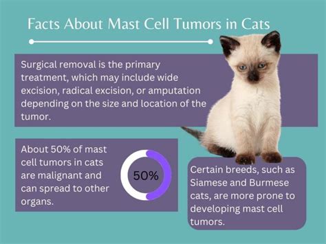 What to Know About Mast Cell Tumors in Cats - WebMD