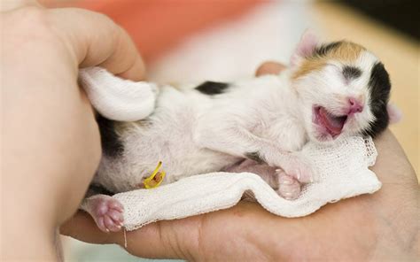 What to do — and not to do — if you find newborn kittens