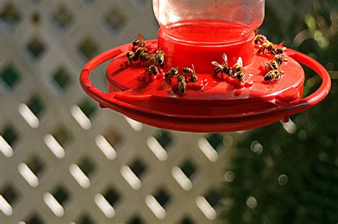 What to do about bees in Campbell hummingbird feeders, hummers in San Juan Bautista bee feeders