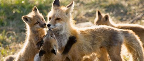 What to do about foxes The Humane Society of the …