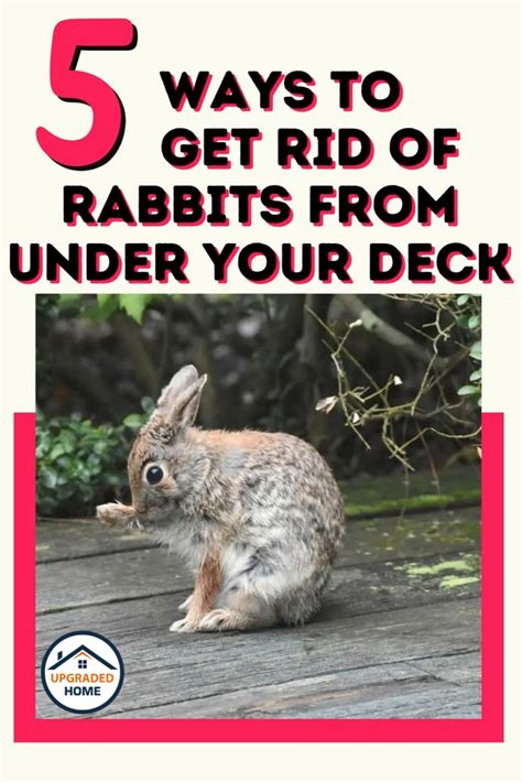 What to do about one, two, three rabbits under a San Jose deck?