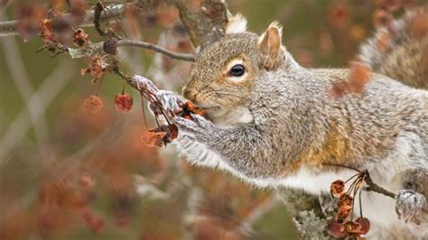 What to do about squirrels - The Humane Society of the United …