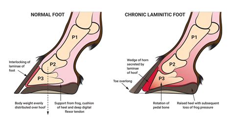 What to do for laminitis in horses