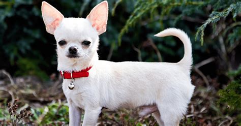 What to do if my chihuahua has a seizure Chihuahua …