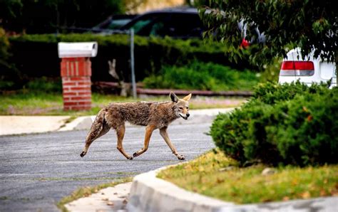 What to do if you and your pet cross paths with a coyote