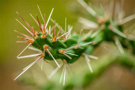 What to do if you get spiked by a cactus - Los …