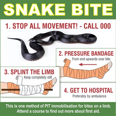 What to do in a snake bite