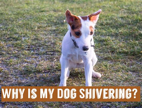 What to do when dog is shivering