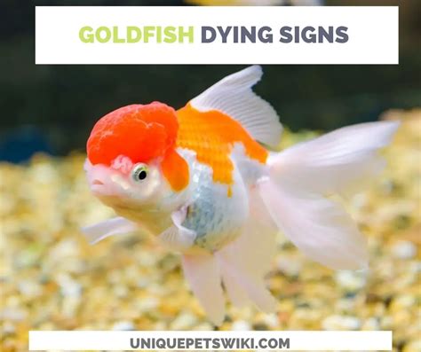 What to do when goldfish is dying