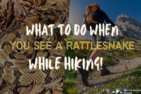 What to do when you see a Rattlesnake while hiking!