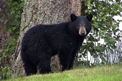What to do when you see a black bear. Make it harder for bears to enter people's yards. Block off all culverts and ravines running through the town. Even with food and water available in the neighborhood, bears should go back to the hills to find … 