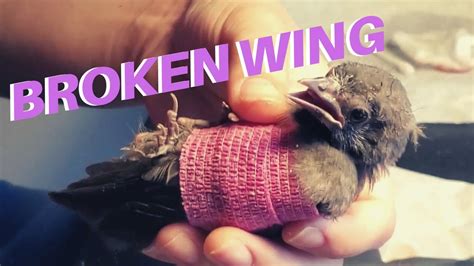 What to do with an injured bird. It usually takes between 3 to 4 months for injured rib cartilage to completely heal. The cartilage on the ribs take a longer time to heal compared to the other parts of the skeleta... 