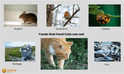 What to do with feral cats. Most feral cats can and do heal miraculously on their own but in this case veterinarian intervention is necessary or the cat may become feverish and the infection can get into the bone. Your cat probably got into a fight but at this point it is not as important what caused this open wound---this cat needs veterinary … 