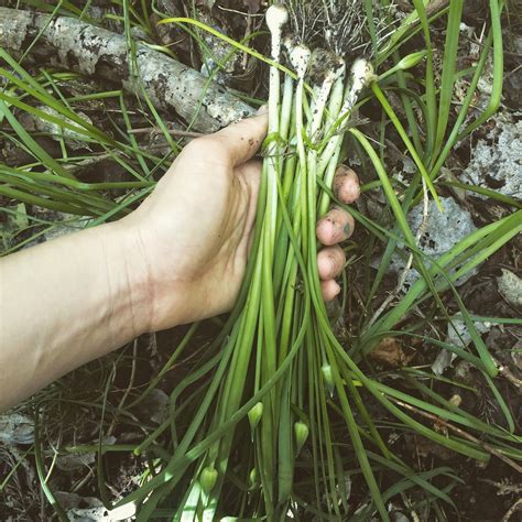 Today I dug a lot of wild onions and went home to stir-fry some meat to eat #food #rurallife #recordlife. 