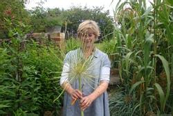 What to do with your allium seedheads - YouTube