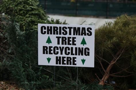 What to do with your tree after Christmas