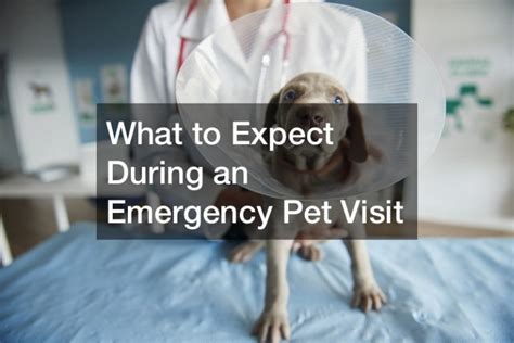 What to expect if your pet visits the emergency room