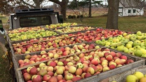 What to expect when apple picking on Long Island this fall