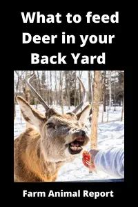 What to feed Deer in your Back Yard - Farm Animal report