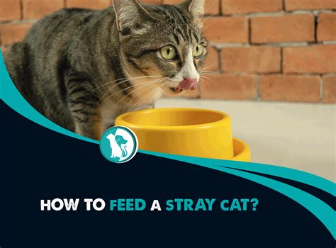What to feed a stray cat. Feeding stray cats is not necessarily a bad idea and it is a humane thing to do to feed homeless and hungry cats. However, you can do better than just feed them by proactively having them trapped, neutered, and returned to their colony to control the population with the help of animal rescue groups. You may also reach out to your local pet ... 