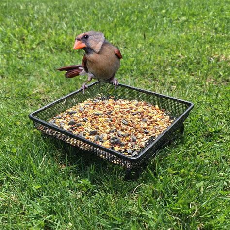 What to feed birds. 2. Provide good quality, fresh food. Wherever possible, try to provide natural food sources through wildlife gardening. Buy fresh food from reputable sources and in quantities which will be used within a relatively short period (e.g. 3 months) or before the best-before date if … 