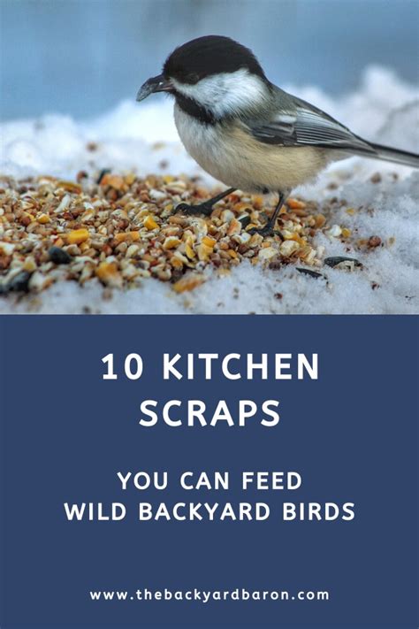 What to feed birds from the kitchen - MSN