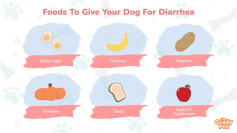 What to give for diarrhea in dogs