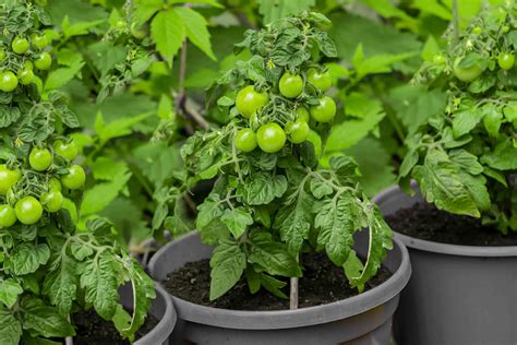 What to grow tomatoes in