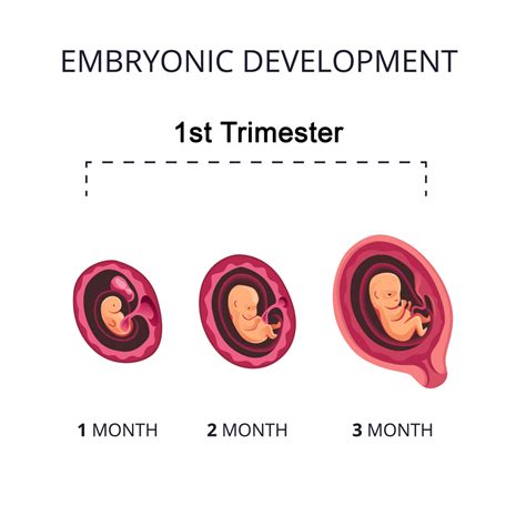 What to know in your first trimester
