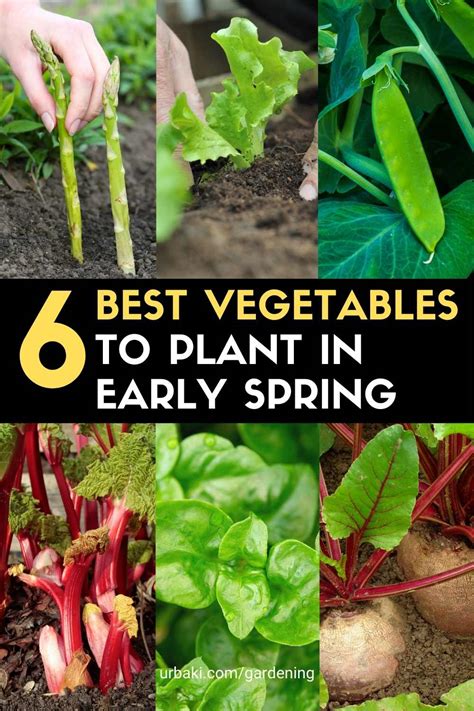 What to plant first in spring