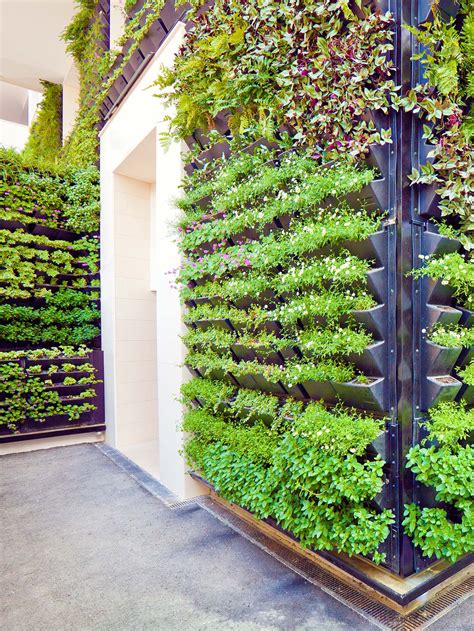 What to plant in a vertical garden