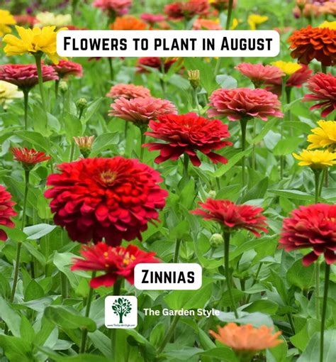 What to plant in august