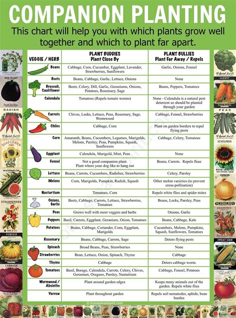What to plant together in a garden
