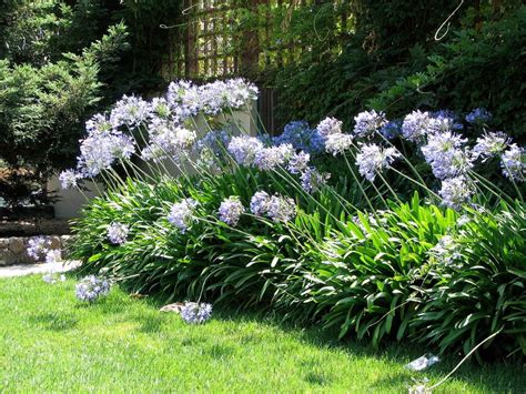 What to plant with agapanthus in australia