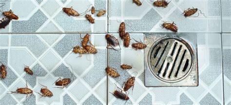 What to pour down drain to kill roaches. To get rid of any food debris already down your drains, pour vinegar or boiling water down your drains. Next, cover any drains with sink stoppers when they are not in use. By doing this, cockroaches will not be able to get in or out of your drains. Follow this rule especially at night because roaches are nocturnal creatures. 
