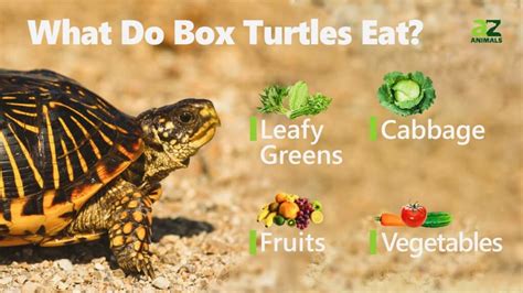 What turtles can you eat. Fresh vegetables, fruits, insects, low-fat meats, and pinky mice are some foods that can be offered. There are also commercial diets available for box turtles, though you should supplement those with fresh foods. Place the food … 