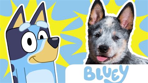 Here is the complete list of all BLUEY characters from main to sub characters. See the equivalent real-life breeds of dogsLet's start withHeeler family:- Bl.... 