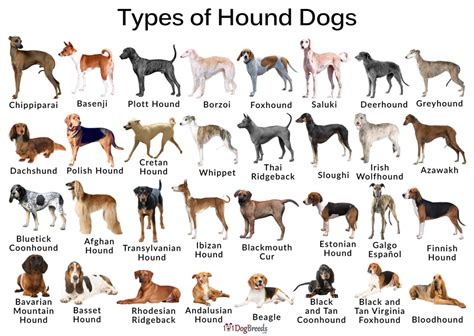 What type of dog should i get