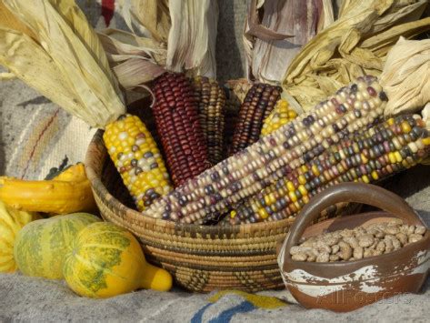 The food that the Pueblo tribe ate included meat obtained by the men who hunted deer, small game and turkeys. As farmers the Pueblo Tribe produced crops of corn, beans, sunflower seeds and squash in terraced fields. Crops and meat were supplemented by nuts, berries and fruit including melons.. 