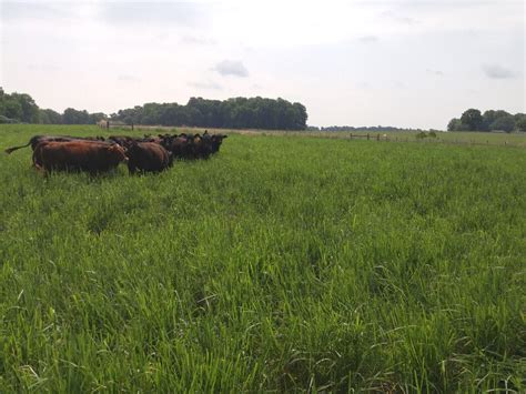 What type of grass is best for beef cattle? Soil Science …