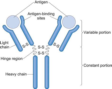 An antigen is a molecule that initiates the production of an antibody and causes an immune response. Antigens are typically proteins, peptides, or polysaccharides. Lipids and nucleic acids can combine with those molecules to form more complex antigens, like lipopolysaccharide, a potent bacterial toxin.. 