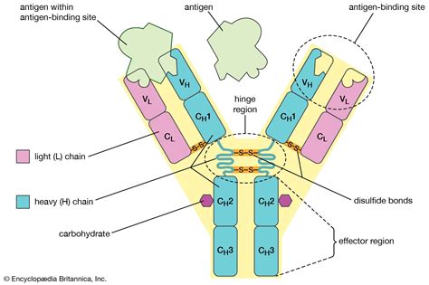 Antigens and Epitopes. The innate immune system is triggere