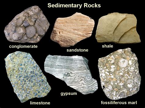 What type of rock might contain evidence of past life. In some cases, it can be very hard to decide if a rock feature represents past life. ... rock type, and are unrelated to bedding. Striations on the side of ... 