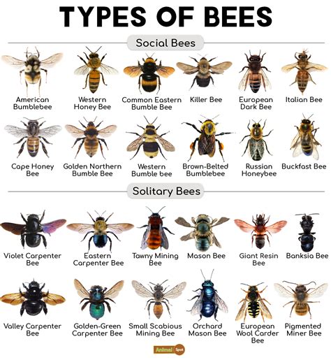 What types of bees are most common in Utah? - 2024