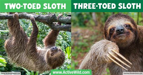 What types of sloths are there? - Answers